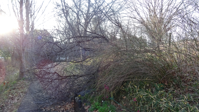 オオシマザクラの倒木 川崎市幸区さいわいふるさと公園
