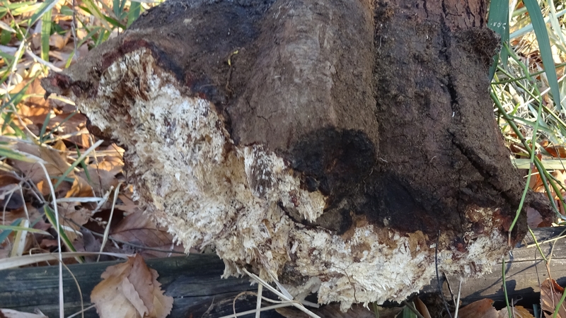 オオシマザクラの倒木 川崎市幸区さいわいふるさと公園