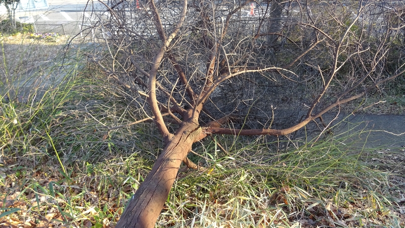 オオシマザクラの倒木 川崎市幸区さいわいふるさと公園
