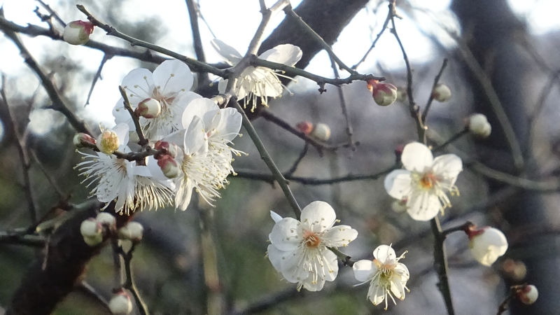 ウメの花 川崎市幸区さいわいふるさと公園