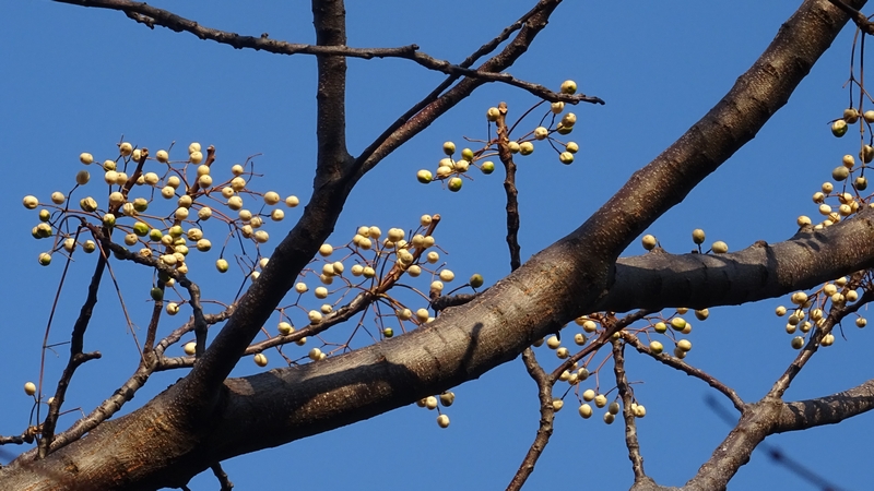 センダンの果実 川崎市幸区さいわいふるさと公園