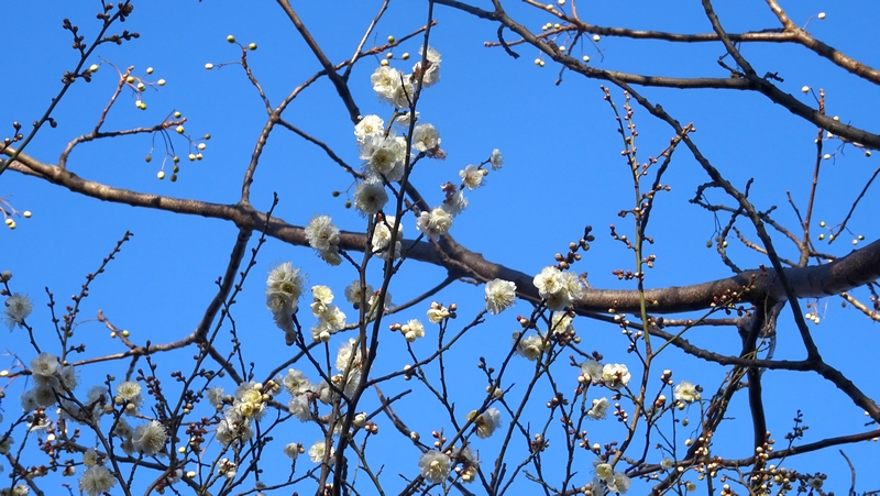 ウメの花 川崎市幸区さいわいふるさと公園