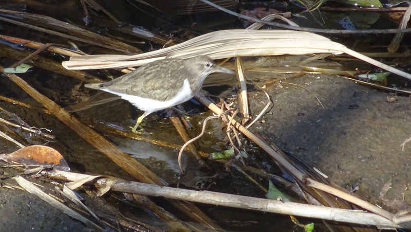 イソシギ 横浜市旭区今宿南町