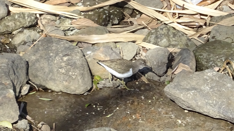 イソシギ 横浜市旭区今宿南町