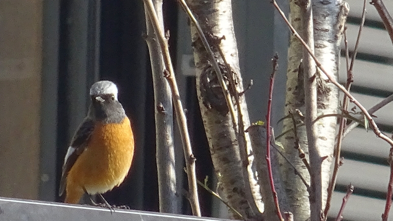 ジョウビタキ♂ 横浜市旭区都岡町