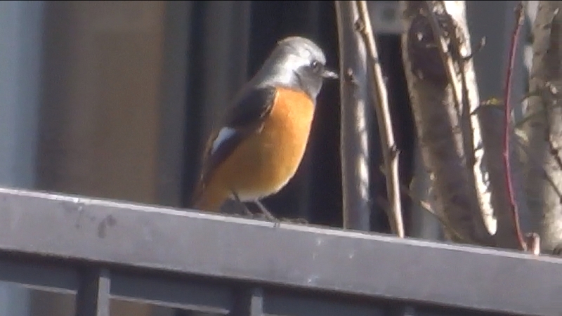 ジョウビタキ♂ 横浜市旭区都岡町