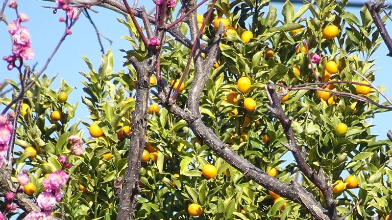 キンカンの果実 横浜市旭区都岡町