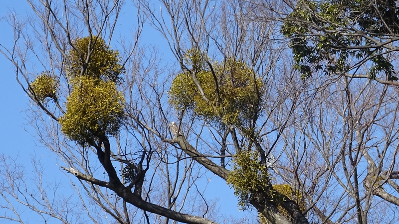 ヤドリギ 横浜市旭区下川井町