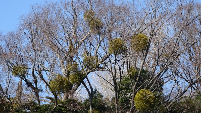 ヤドリギ 横浜市旭区下川井町