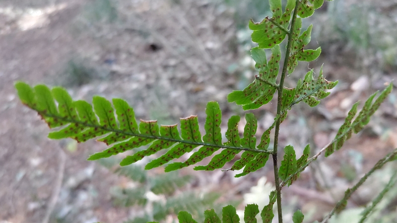 イノデ 横浜市旭区矢指町矢指市民の森