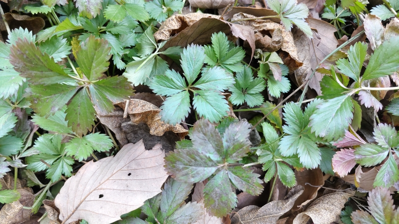 オヘビイチゴ 横浜市旭区矢指町矢指市民の森