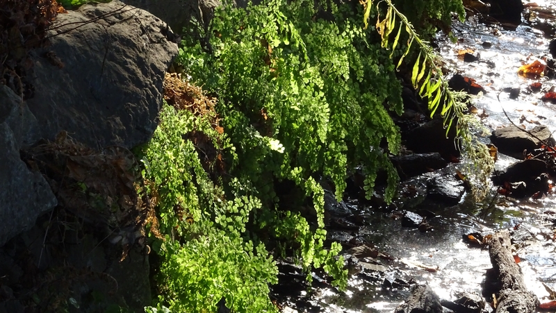 ホウライシダ 横浜市旭区矢指町追分市民の森