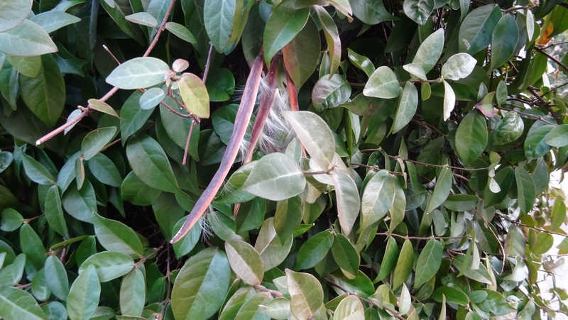 テイカカズラの果実 川崎市幸区創造のもり