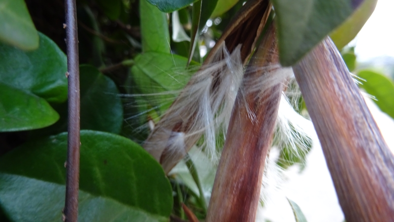 テイカカズラの果実 川崎市幸区創造のもり