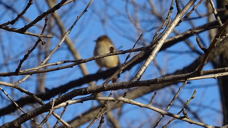 ジョウビタキ♀ 川崎市幸区さいわいふるさと公園