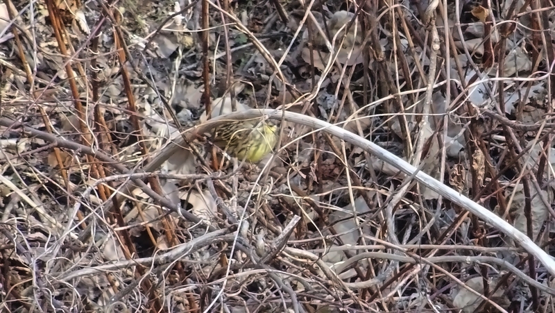 アオジ♂ 横浜市旭区今川町今川公園