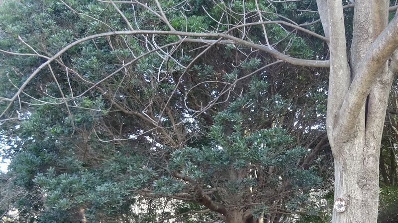 ホオノキ 横浜市旭区今川町今川公園