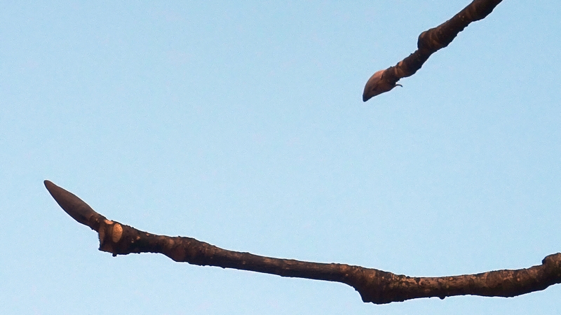 ホオノキの冬芽 横浜市旭区今川町今川公園