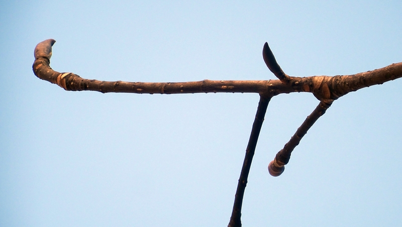 ホオノキの冬芽 横浜市旭区今川町今川公園
