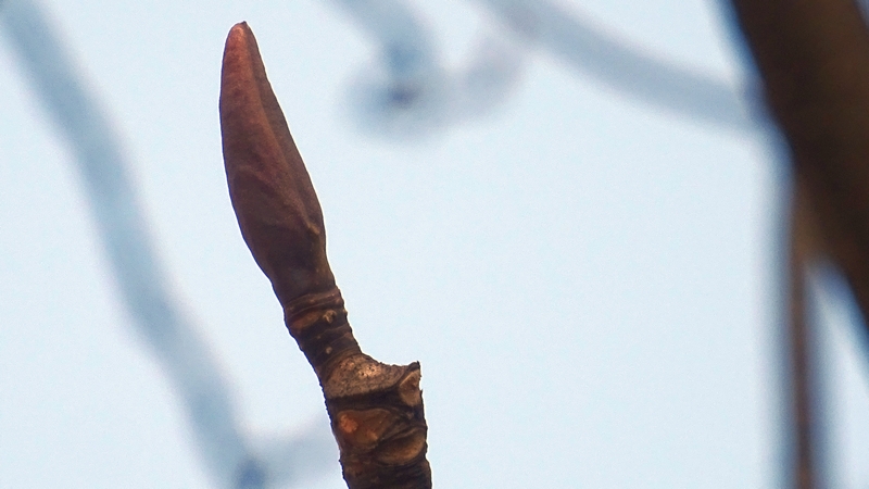 ホオノキの冬芽 横浜市旭区今川町今川公園