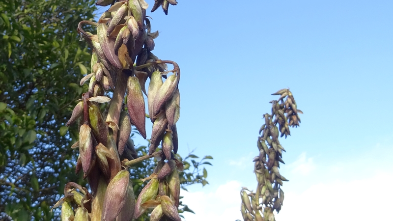 アツバキミガヨランの蕾 横浜市旭区今川町