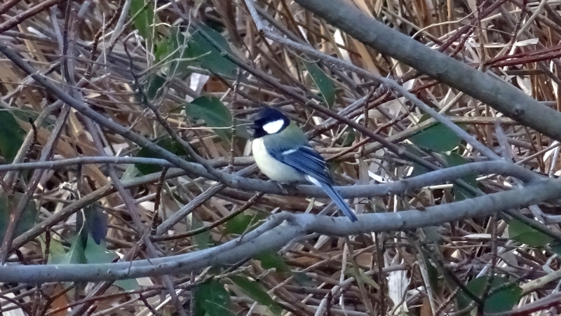 シジュウカラ 横浜市旭区今宿南町