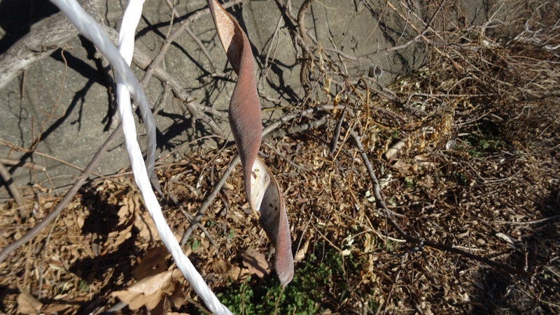 フジの果実 横浜市旭区都岡町