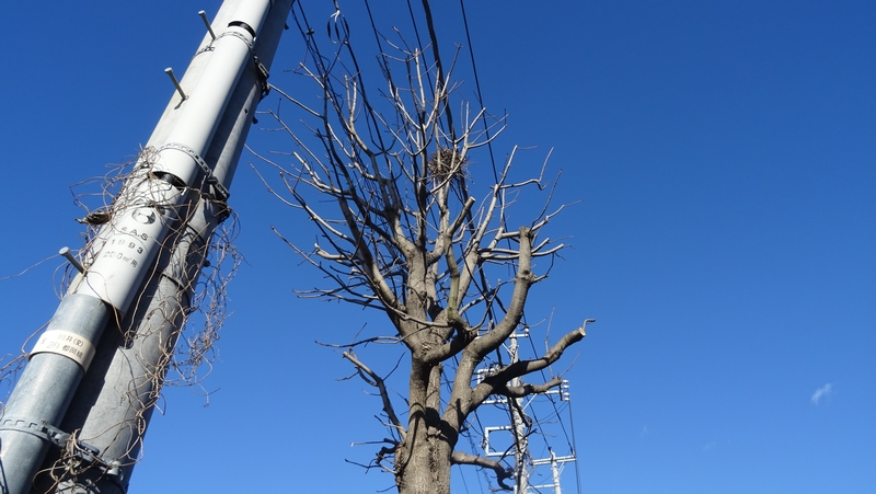 トチノキのカラスの巣 横浜市旭区都岡町