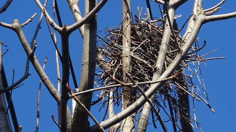 トチノキのカラスの巣 横浜市旭区都岡町
