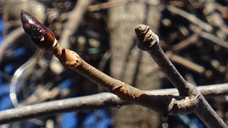 トチノキの冬芽 横浜市旭区都岡町