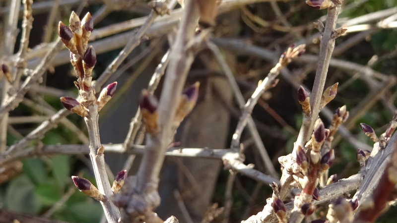 ミツマタの冬芽 横浜市旭区都岡町