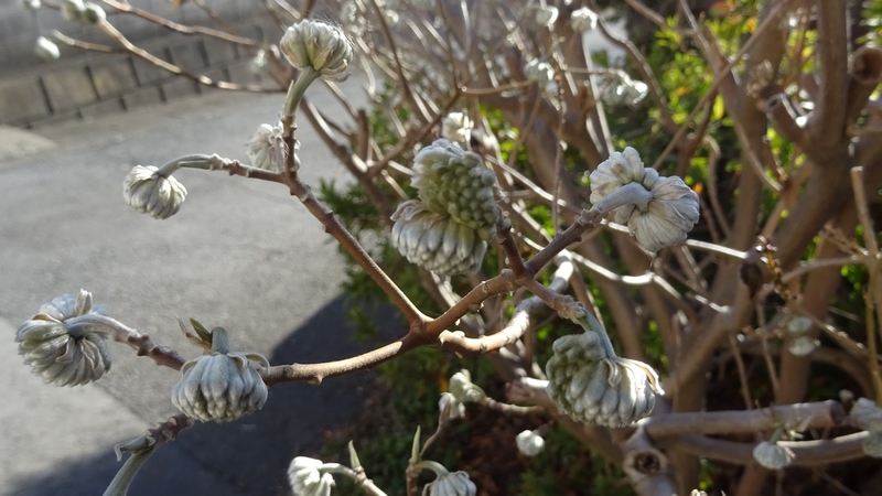 ミツマタの蕾 横浜市旭区都岡町