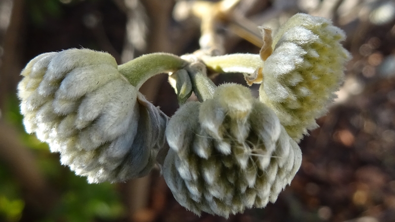 ミツマタの蕾 横浜市旭区都岡町