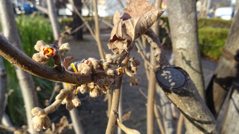 シナマンサクの蕾 川崎市幸区創造のもり