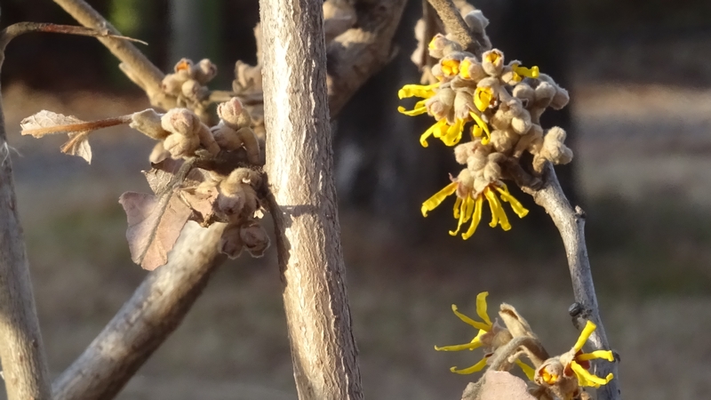 シナマンサクの花 川崎市幸区創造のもり
