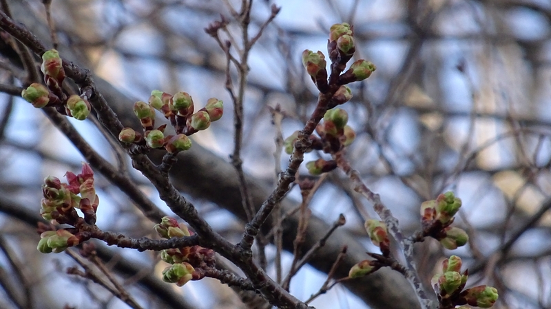 カワヅザクラの冬芽 川崎市幸区さいわいふるさと公園