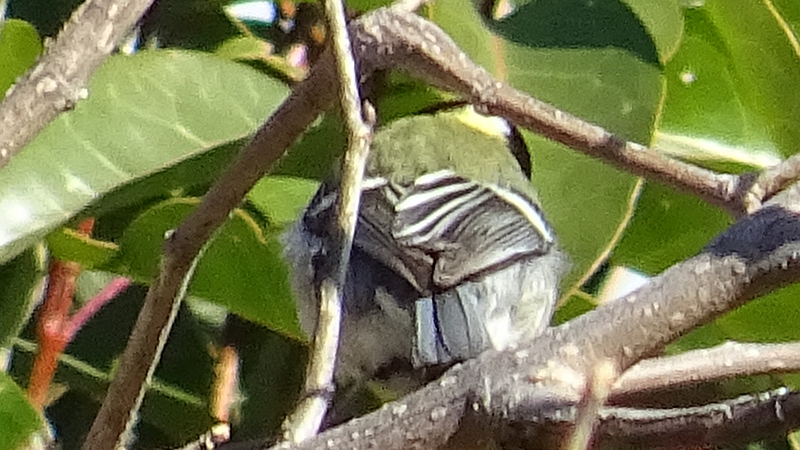 カワラヒワ 横浜市旭区今宿南町