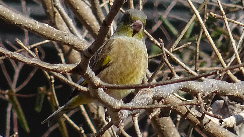 カワラヒワ 横浜市旭区今宿南町