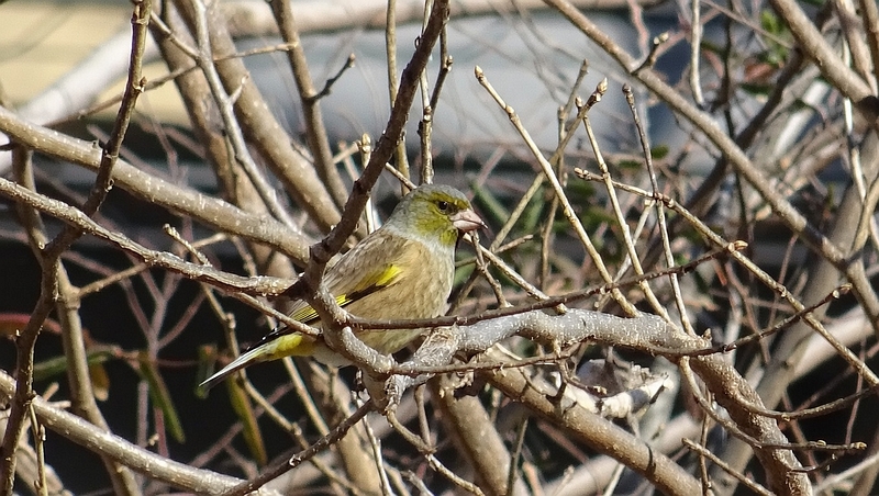 カワラヒワ 横浜市旭区今宿南町