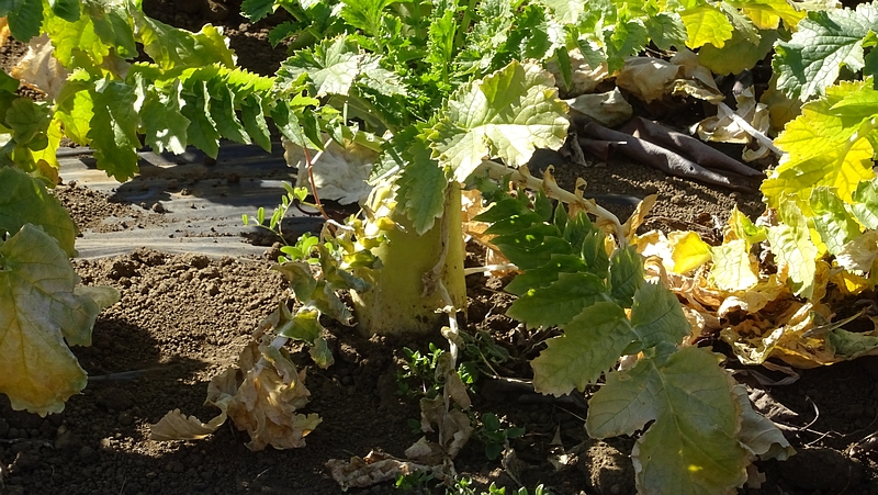 ダイコンの果実 横浜市旭区今川町