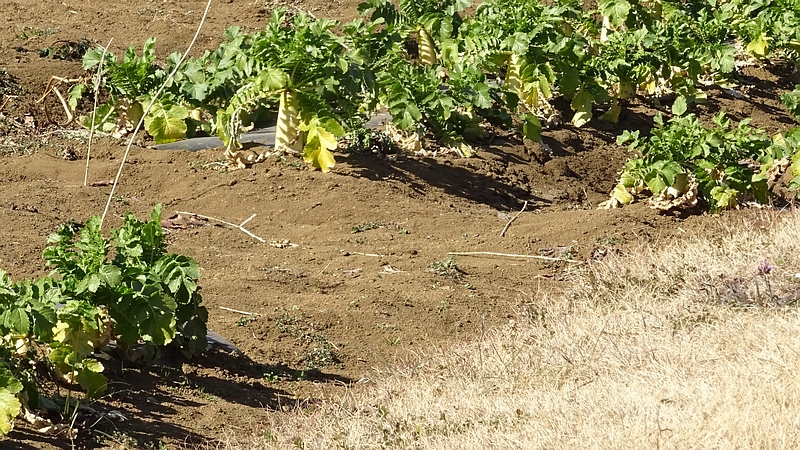 ダイコンの果実 横浜市旭区今川町