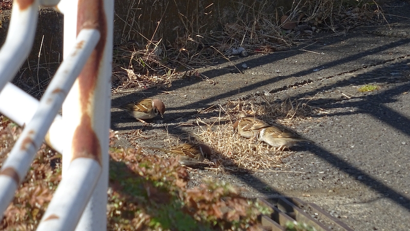 スズメ 横浜市旭区今宿西町