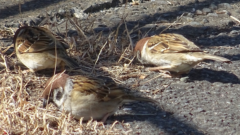 スズメ 横浜市旭区今宿西町