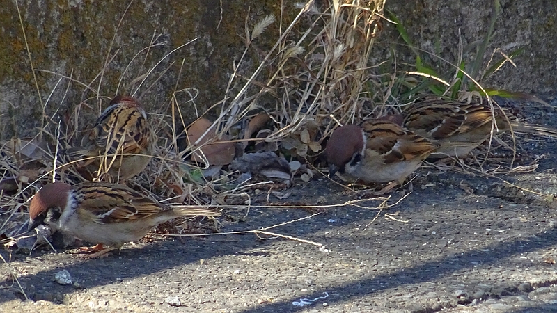 スズメ 横浜市旭区今宿西町