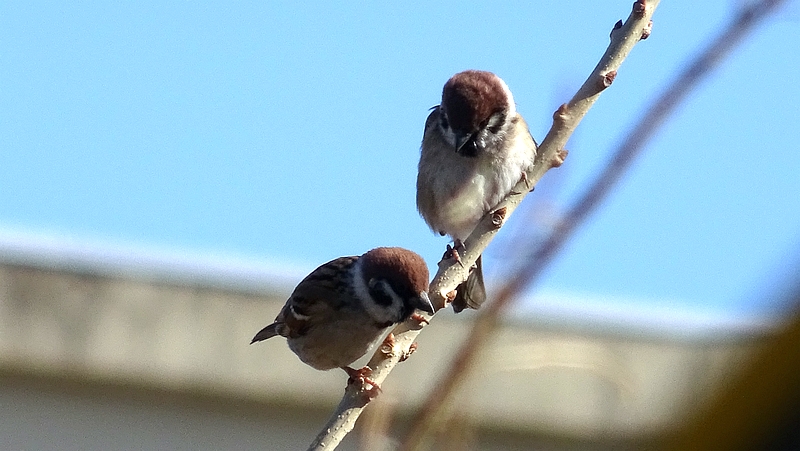 スズメ 横浜市旭区今宿南町