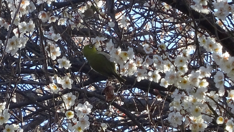 ウメの花のメジロ 横浜市旭区今宿南町