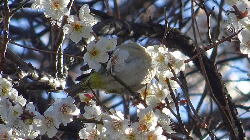 ウメの花のメジロ 横浜市旭区今宿南町