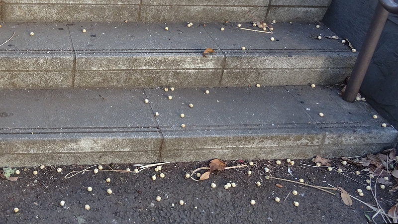 センダンの果実 川崎市幸区さいわいふるさと公園