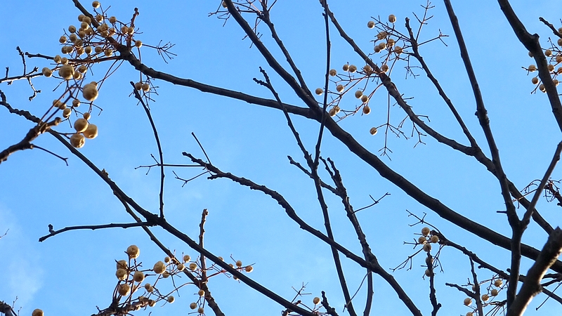 センダンの果実 川崎市幸区さいわいふるさと公園