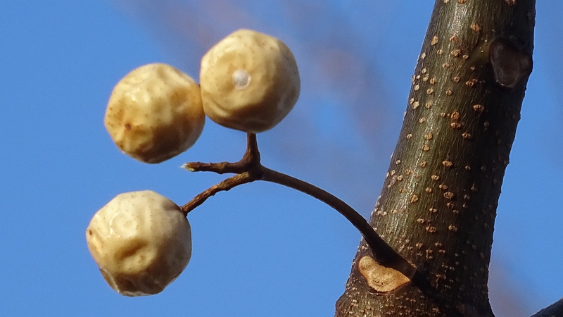 センダンの果実 川崎市幸区さいわいふるさと公園